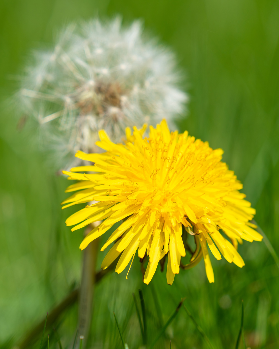 Yellow dandelion flower in the foreground, and a dandelion clock seed head behind