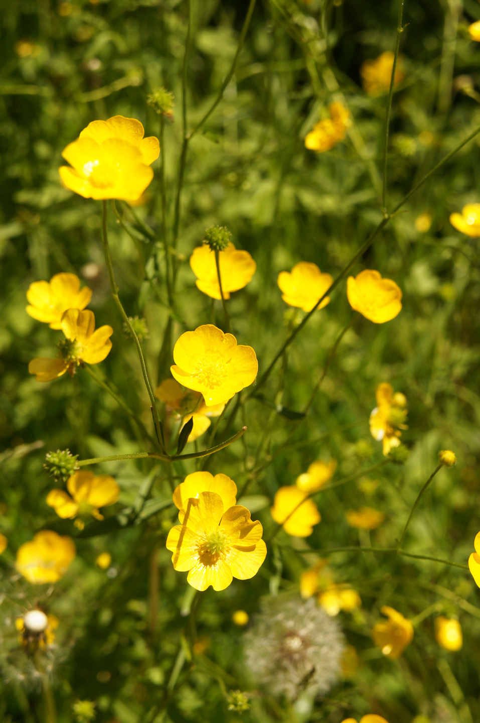 Close-up of buttercup flowers