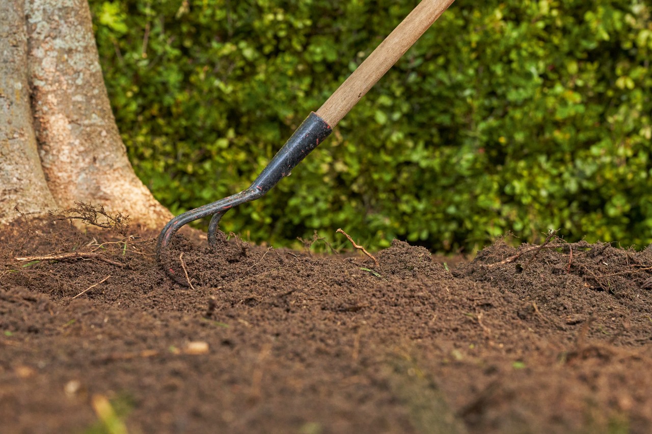 Using a hoe to work the soil under a tree