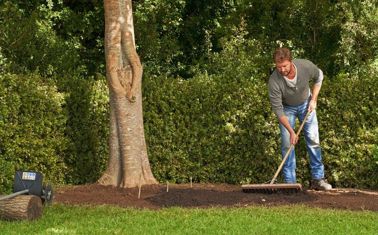 Man working humus in the soil next to a tree using a rake