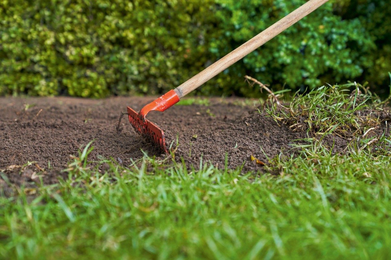 Use a rake to prepare the soil for the ground cover