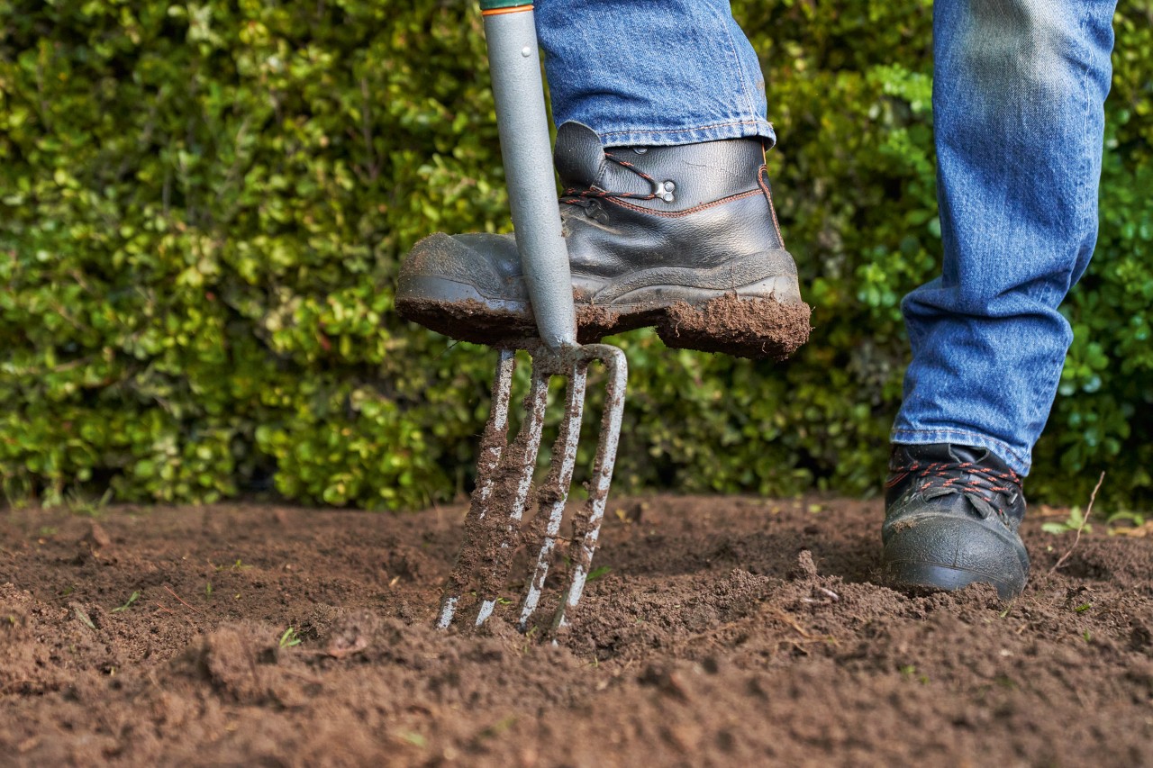 Use a digging fork to loosen the soil