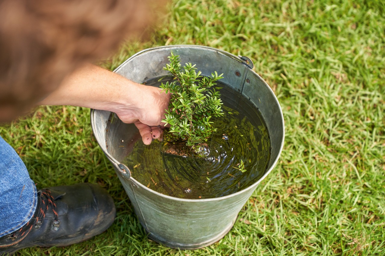 Watering ground cover seedlings in a metal bucket
