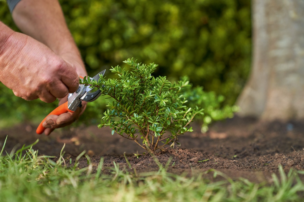 Secateurs are used to prune woody ground cover