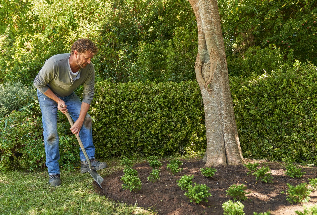 Man using a spade to create a lawn edge between lawn and ground cover