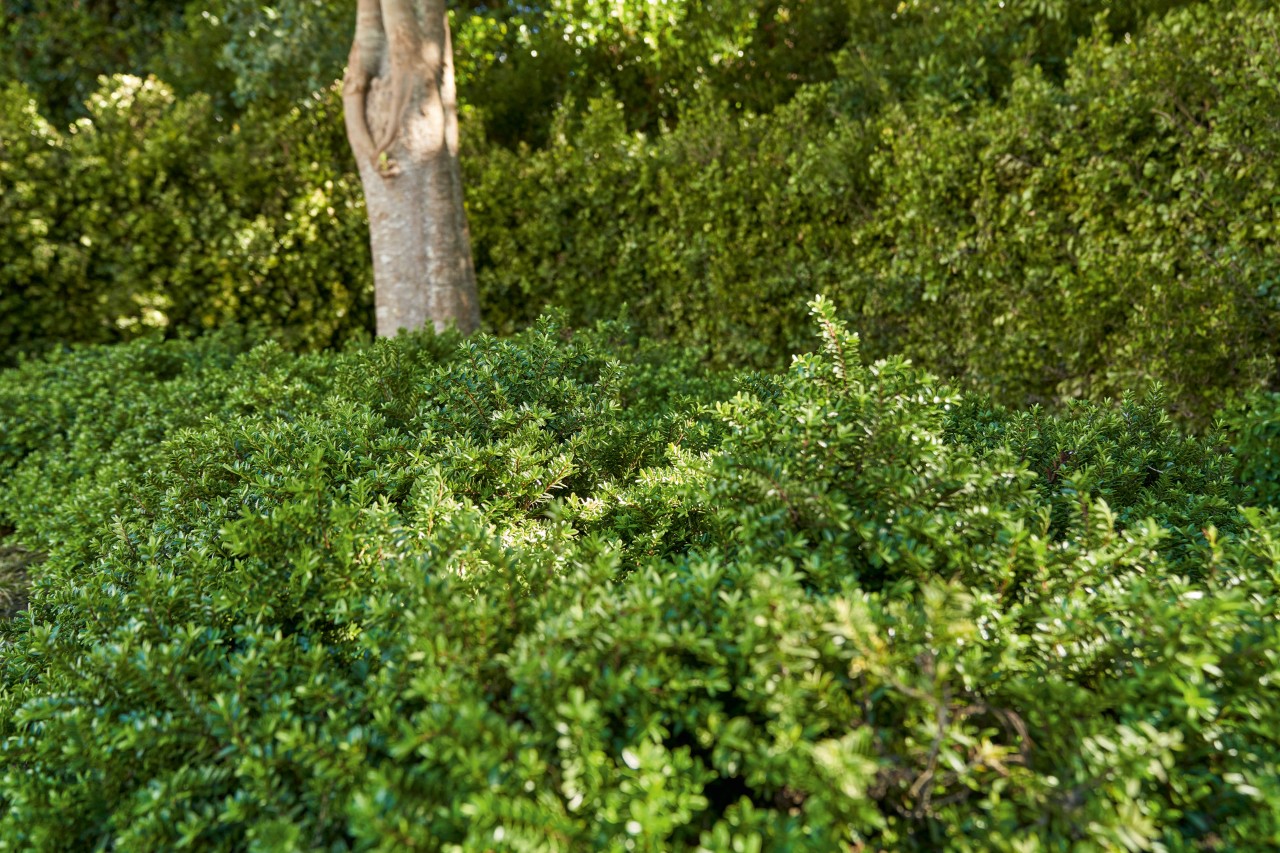 Close–up of green ground cover under a tree