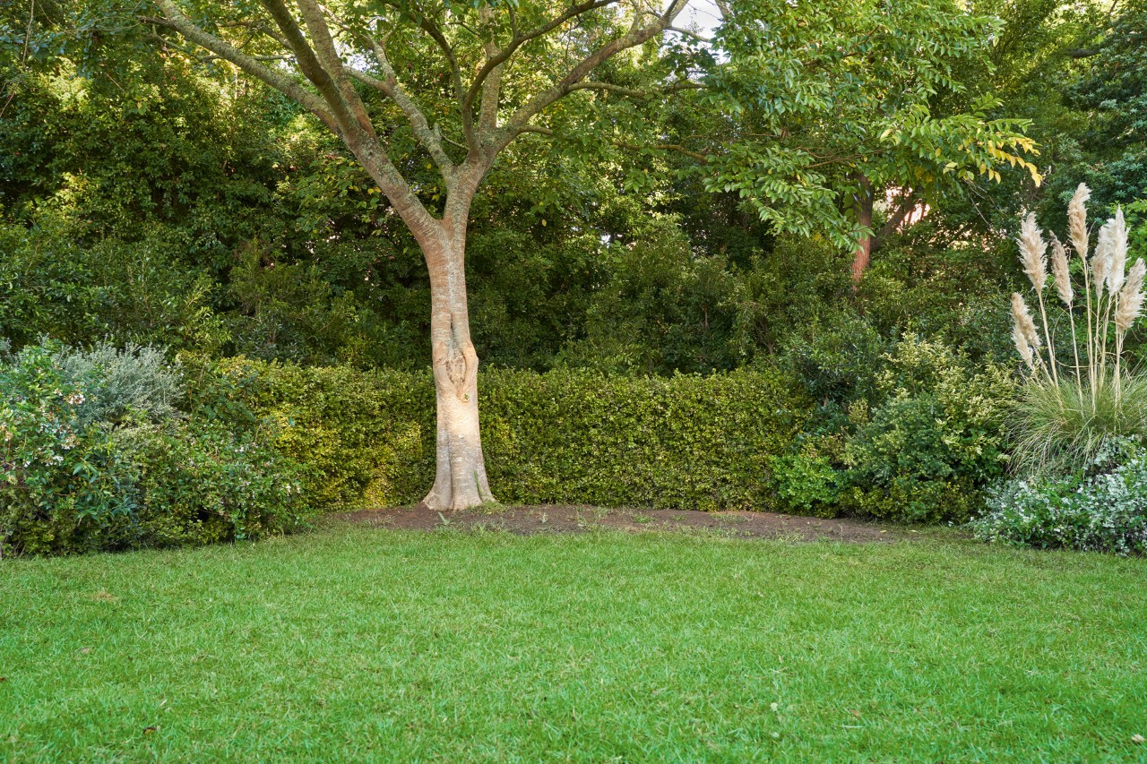 Bare soil without ground cover under a tree with a green lawn in front and hedges in the background