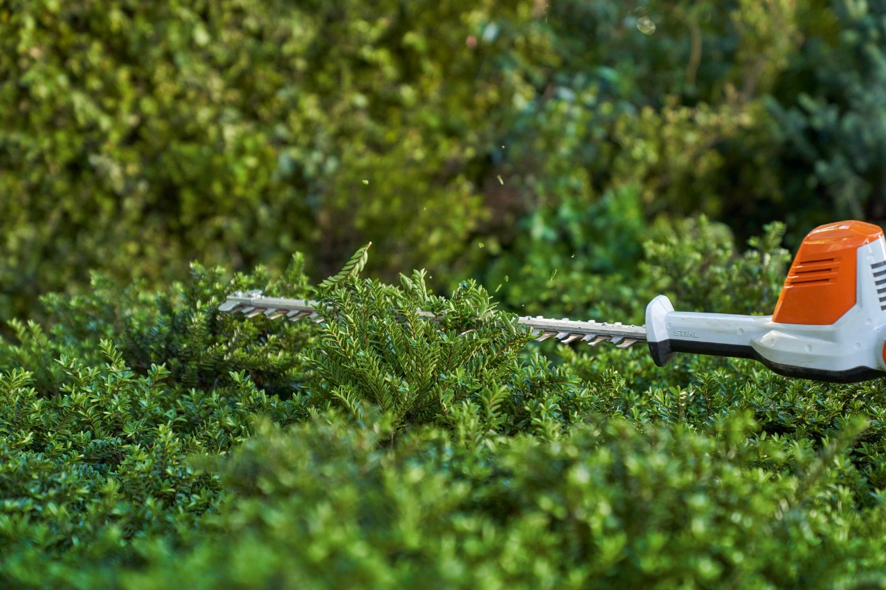 Close–up of how to cut ground cover with a STIHL HLA 56 cordless hedge trimmer