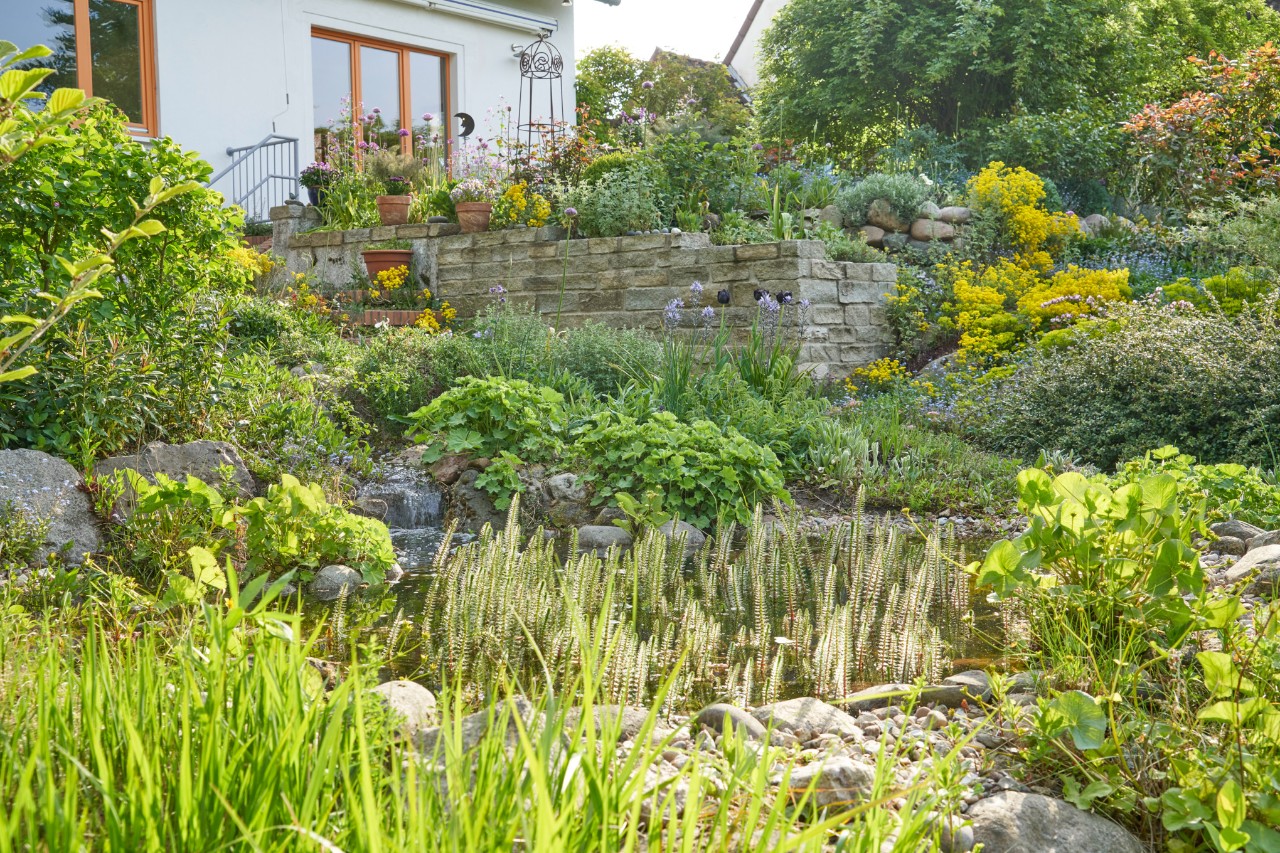 Sloping garden in spring with stone walls in front of a house 