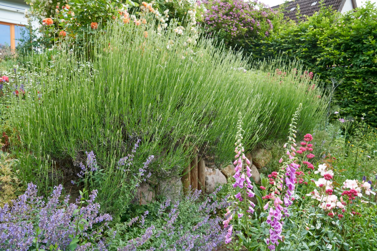 Sloping garden with boulder wall and lavender