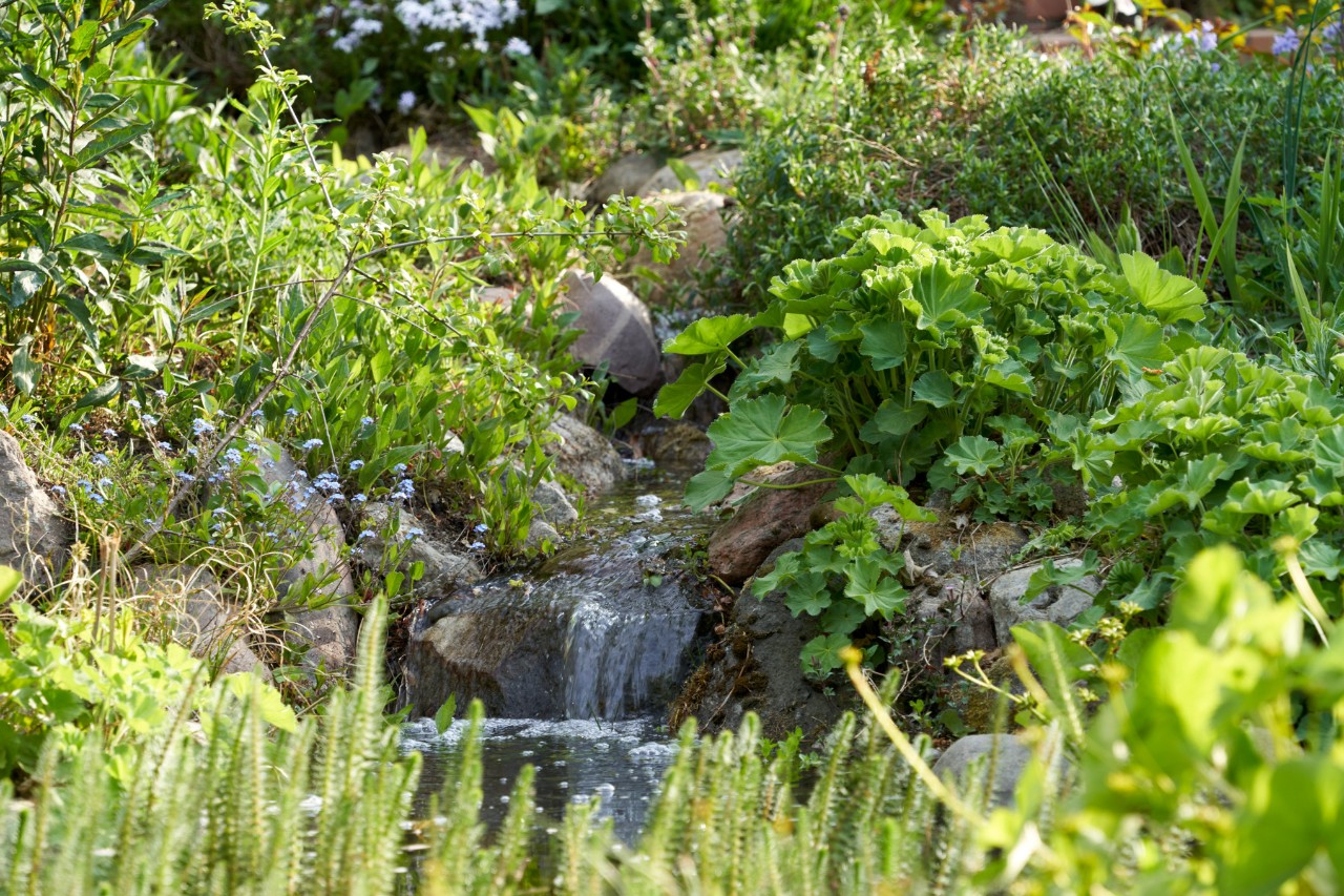 Sloping garden in spring with a stream