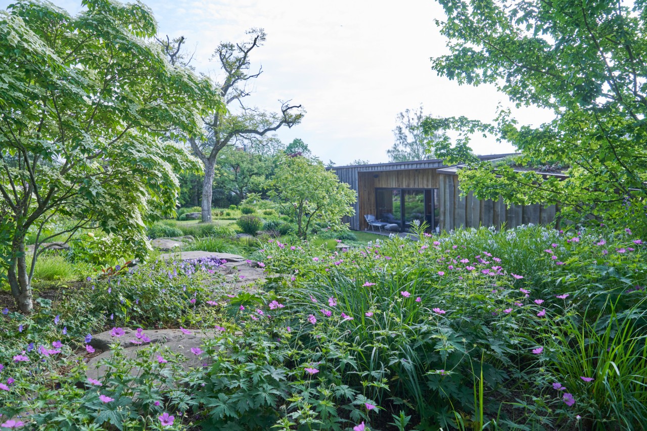 Sloping garden with thriving, purple flowers and a wooden house in the background
