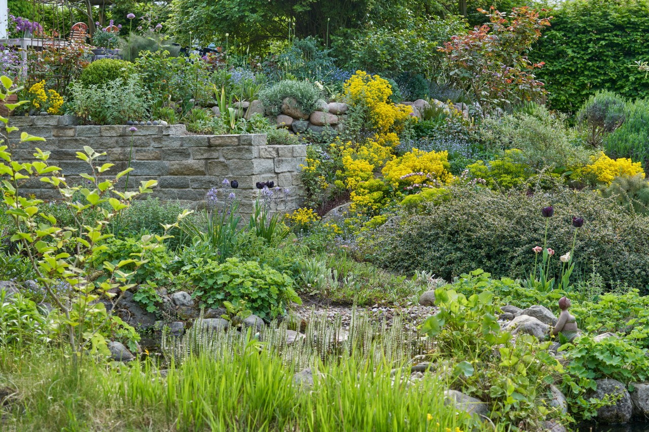 Sloping garden with lots of green plants