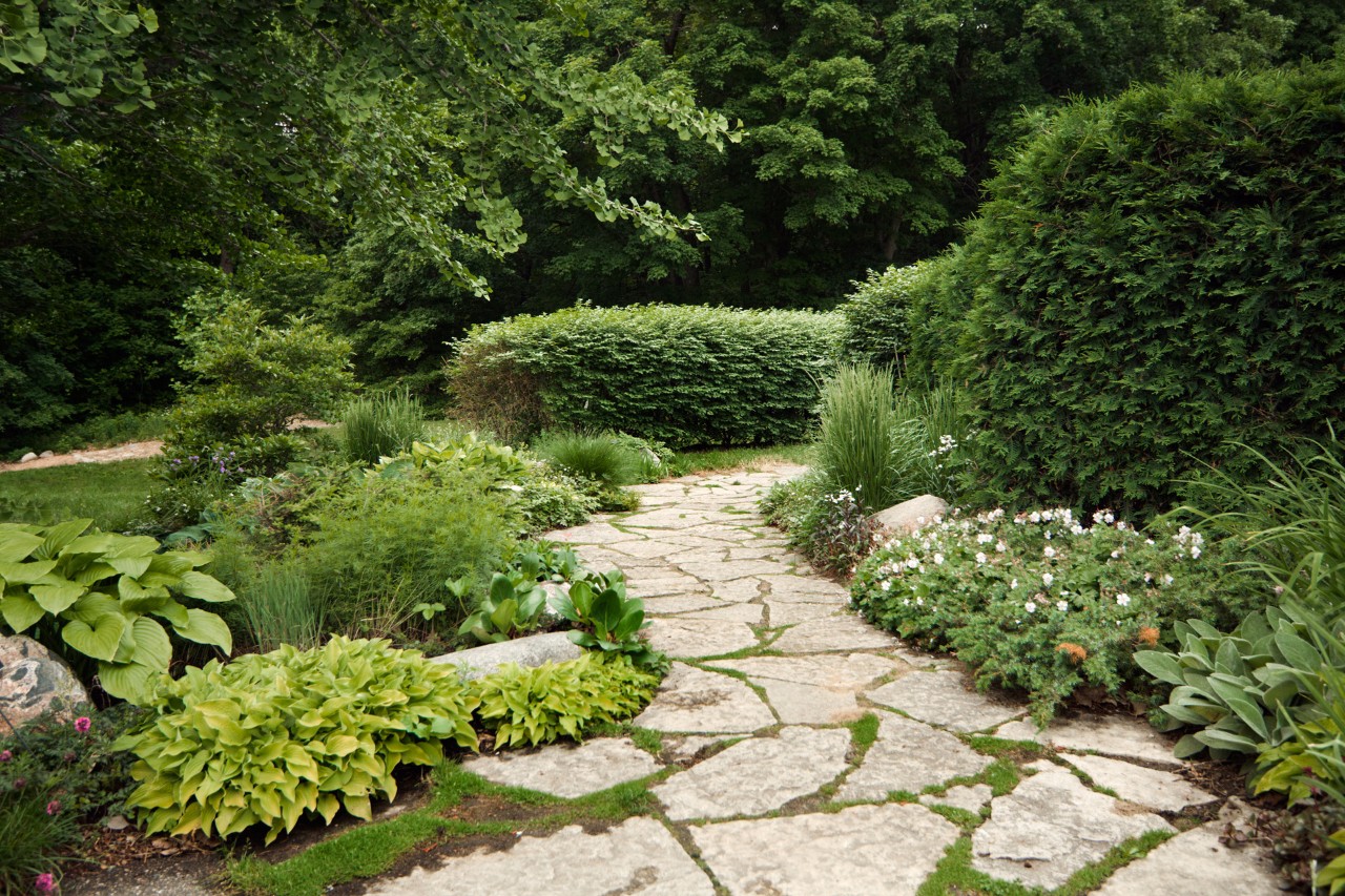 Curved stone path surrounded by ground cover, shrubs and hedges, with the lawn and trees in the background.