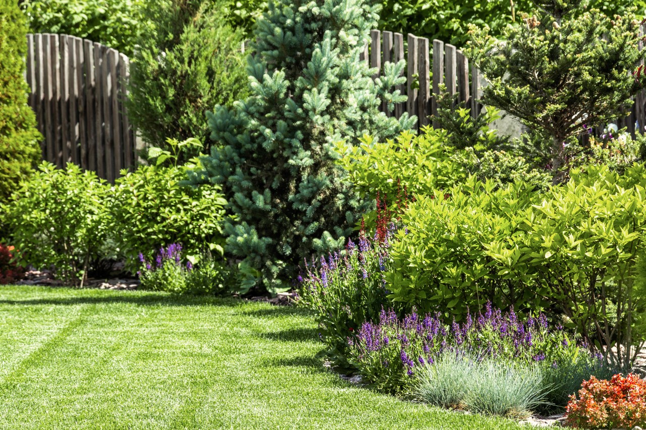 Small garden with lawn at the front, plants, shrubs, small trees, solitary plants, and a tall wooden fence at the back.