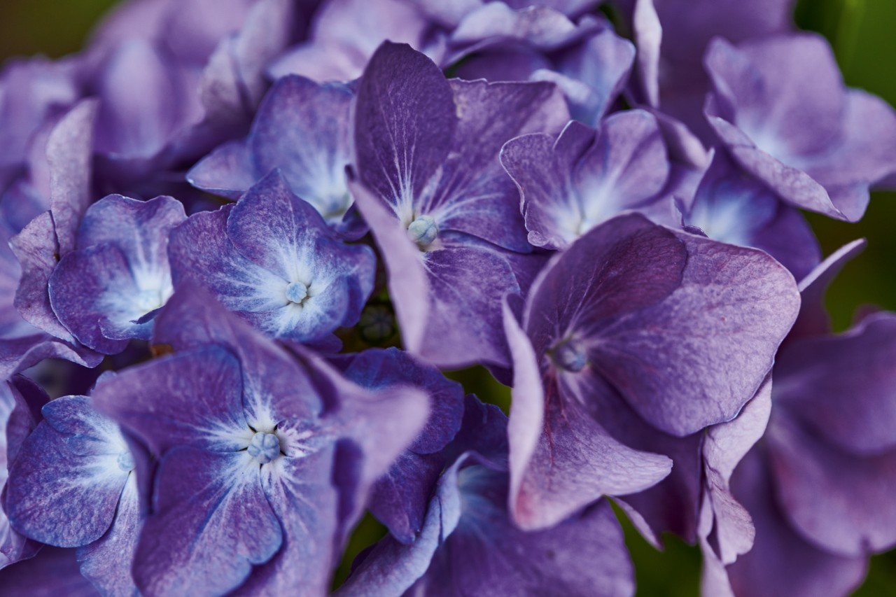 Close-up: blue-purple wild hydrangea