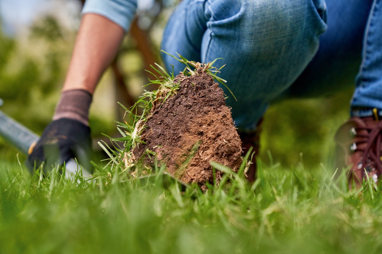 A piece of grass with soil attached, which has been cut out to determine soil quality