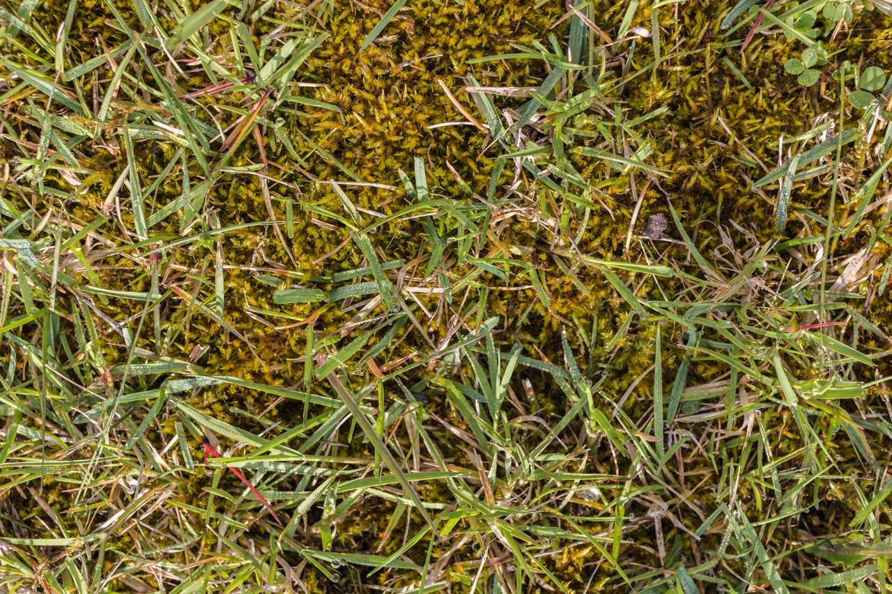 Moss in the lawn