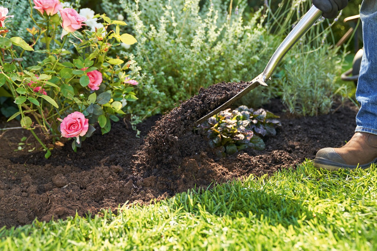 A person uses a spade to dig over garden soil between a lawn and pink roses