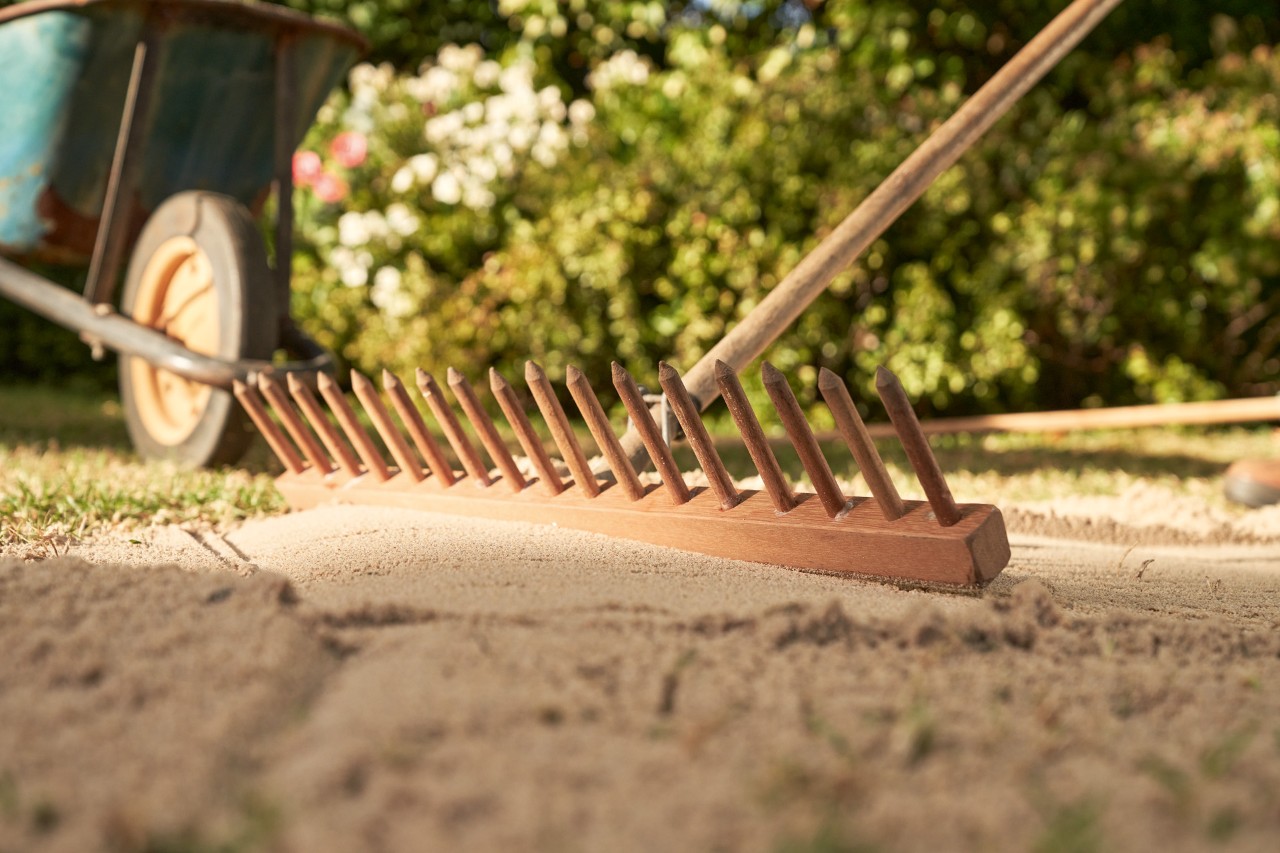 Sand being smoothed into a lawn with the back of a rake to improve soil quality, with a wheelbarrow and hedge behind