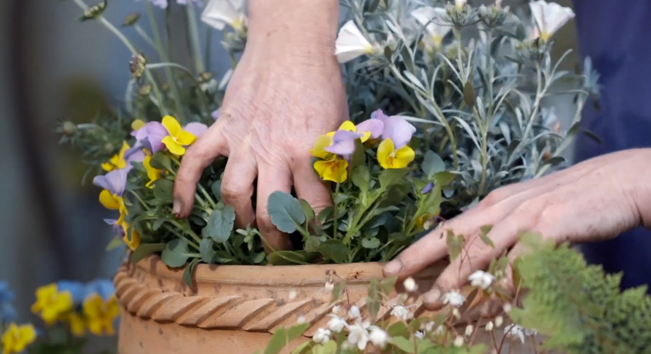 Potted plant with yellow and purple flowers being planted in a clay pot