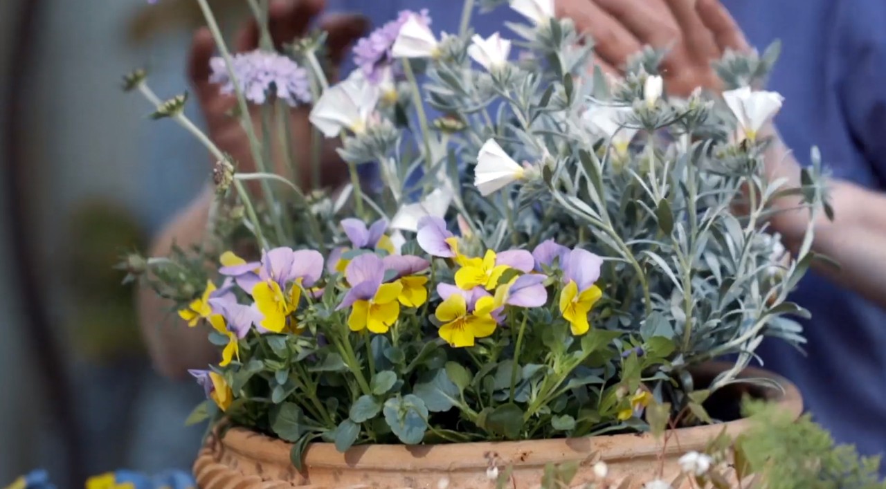Plants with yellow and purple flowers in a clay pot