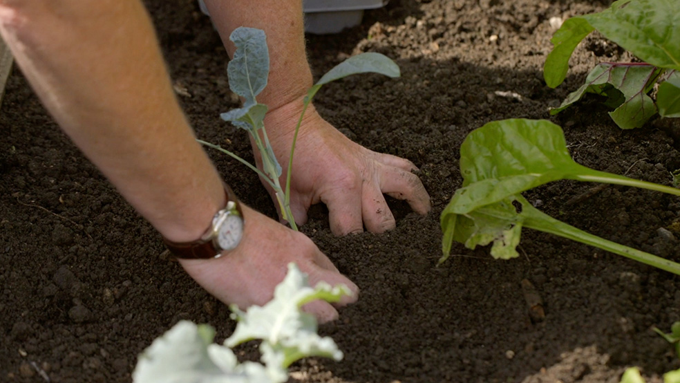 Close-up of hands of a person growing cabbage in a bed while gardening in summer