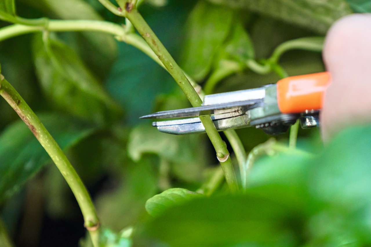 Close-up of someone using STIHL secateurs to take stem cuttings