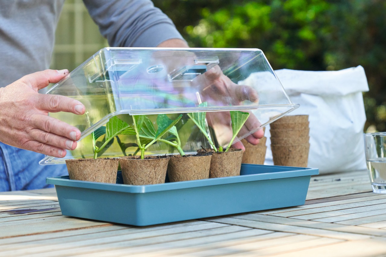 A person putting a glass dome over a square, light blue container with freshly potted cuttings