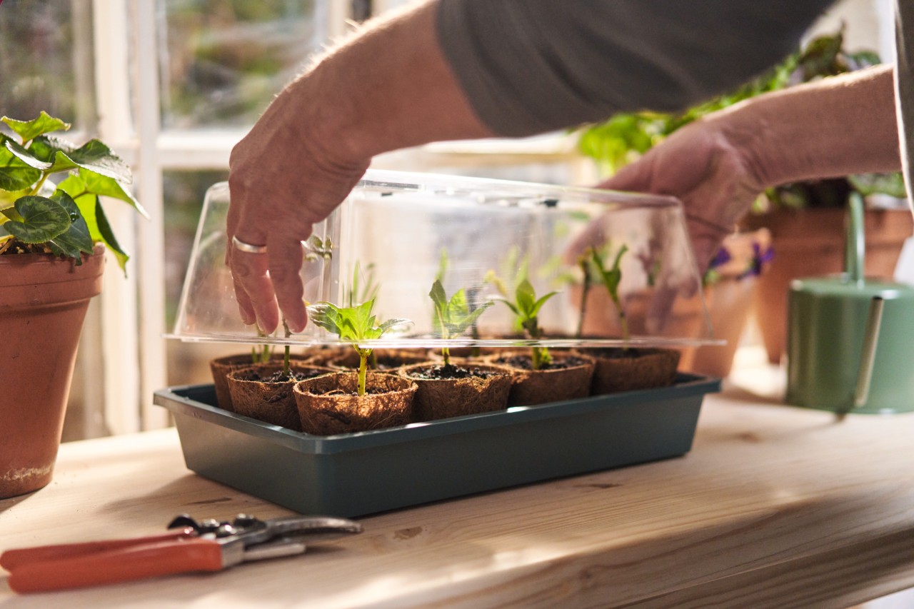 A person removing the glass dome from a container with plant cuttings