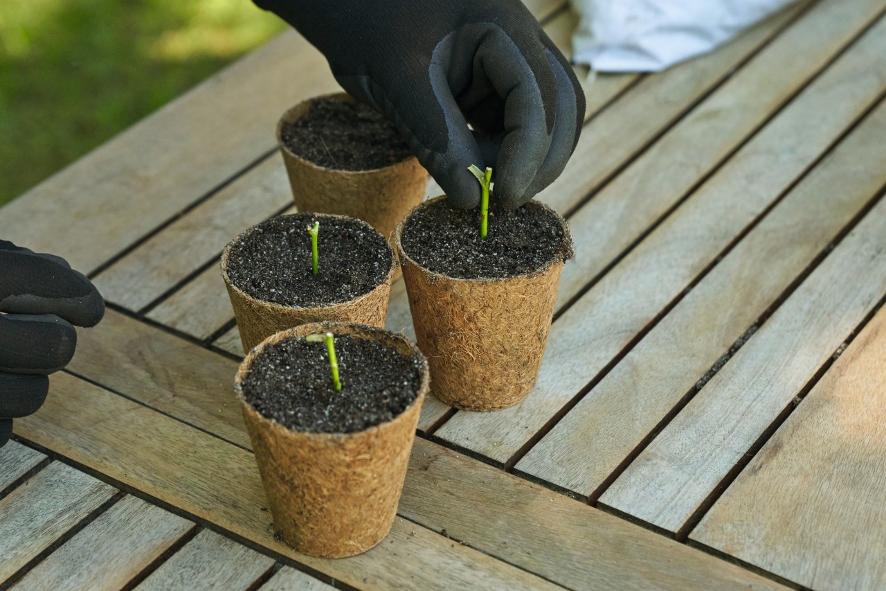 Close-up of someone planting cuttings in pots of seed compost on a garden table, wearing black protective gloves