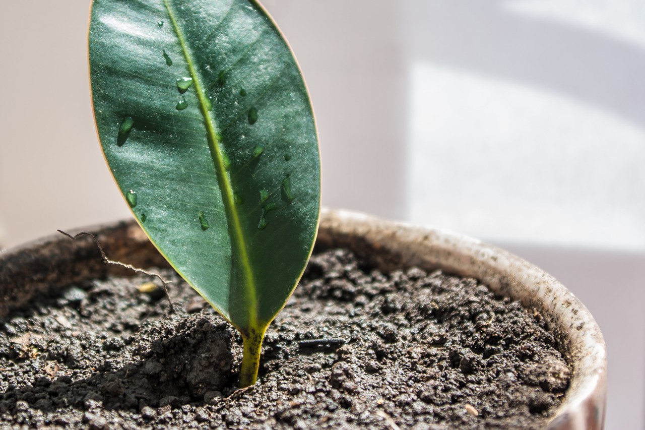 Close-up of a leaf cutting in a pot with soil