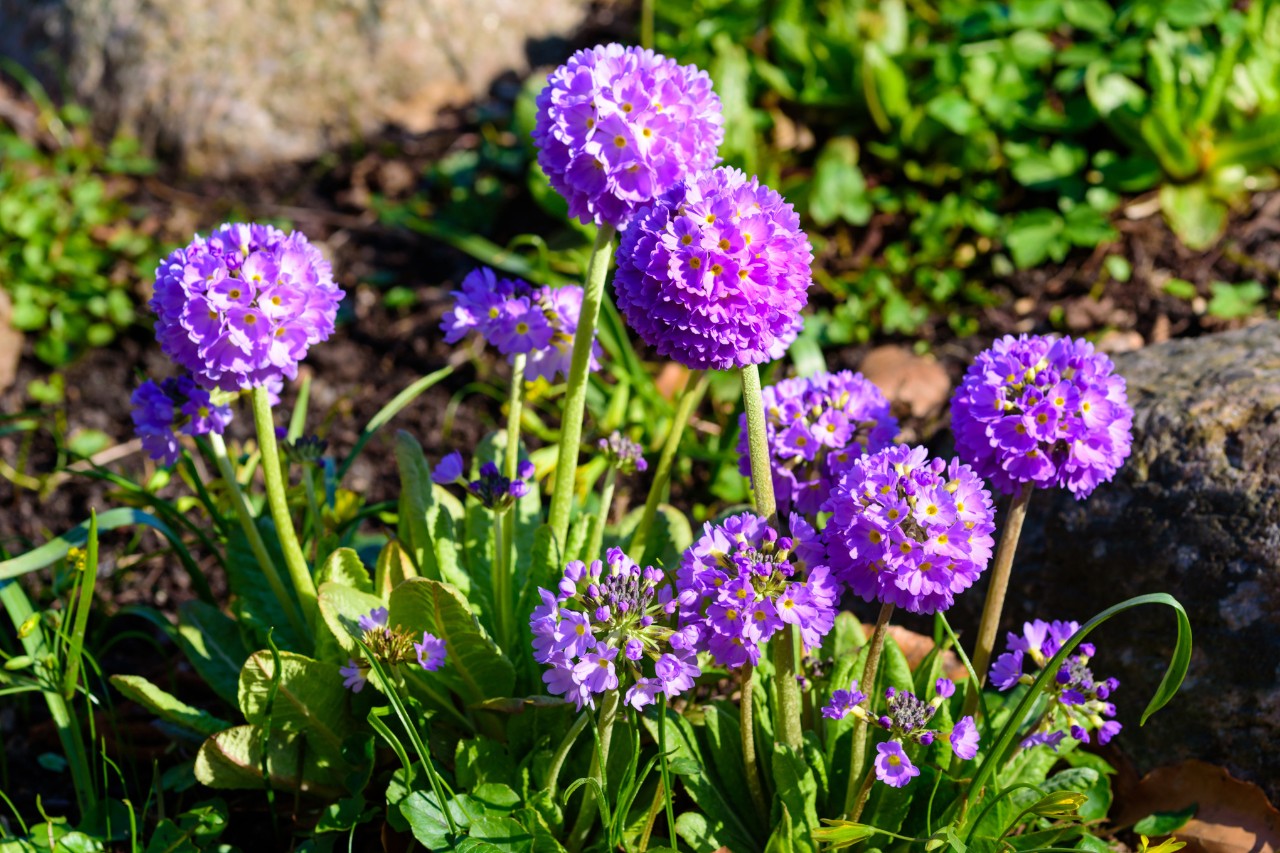 Purple drumstick primroses in bloom in a bed