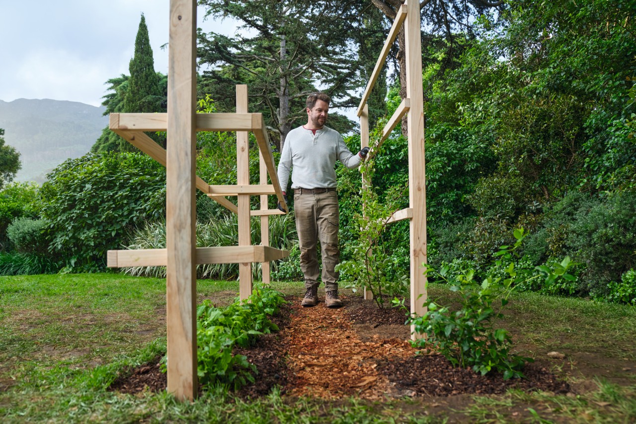 A man on a bed path with bark mulch, next to him wooden climbing aids with plants on