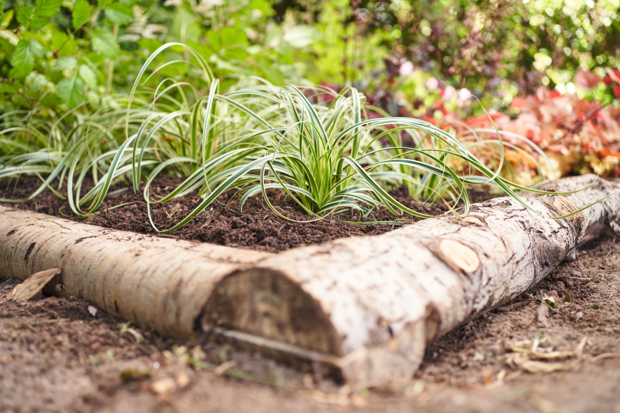 Bed with grasses and a tree trunk border