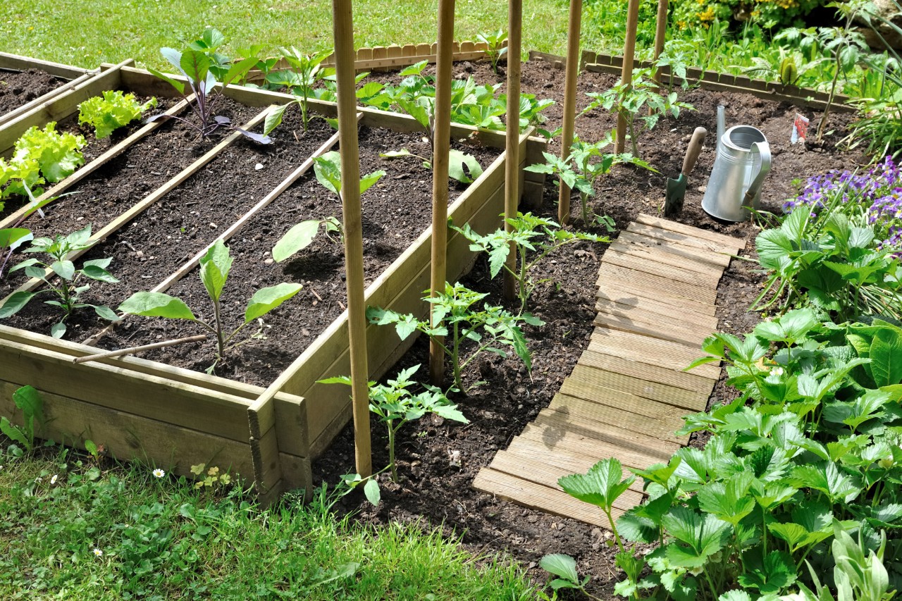 Wooden bed walkway made of slats in a vegetable patch
