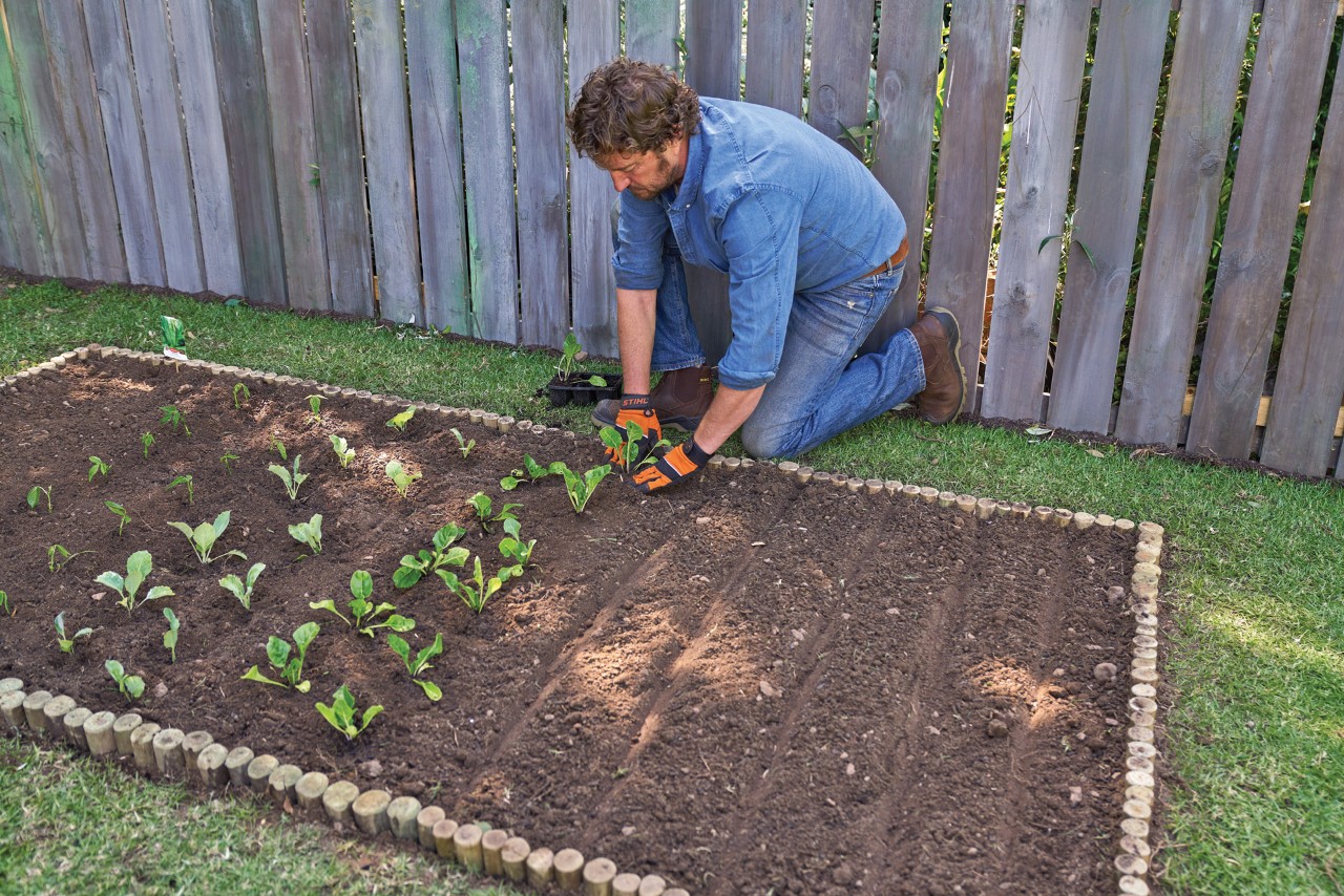 A man planting seedlings in a vegetable patch beside a wooden fence