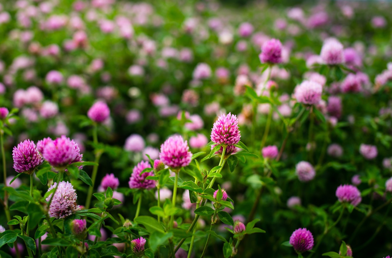 Close-up of a field of clover in flower