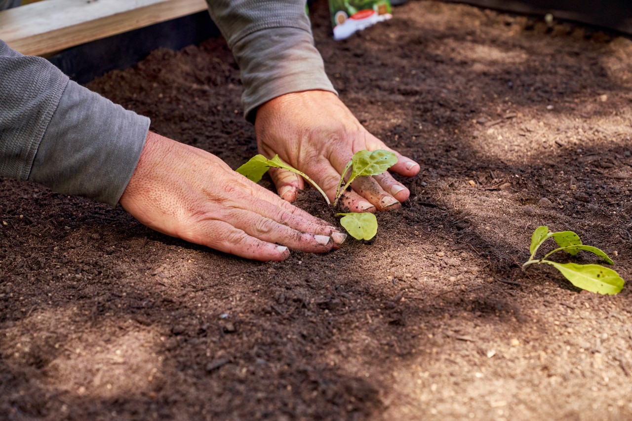 Soil being firmed in around a newly planted young plant