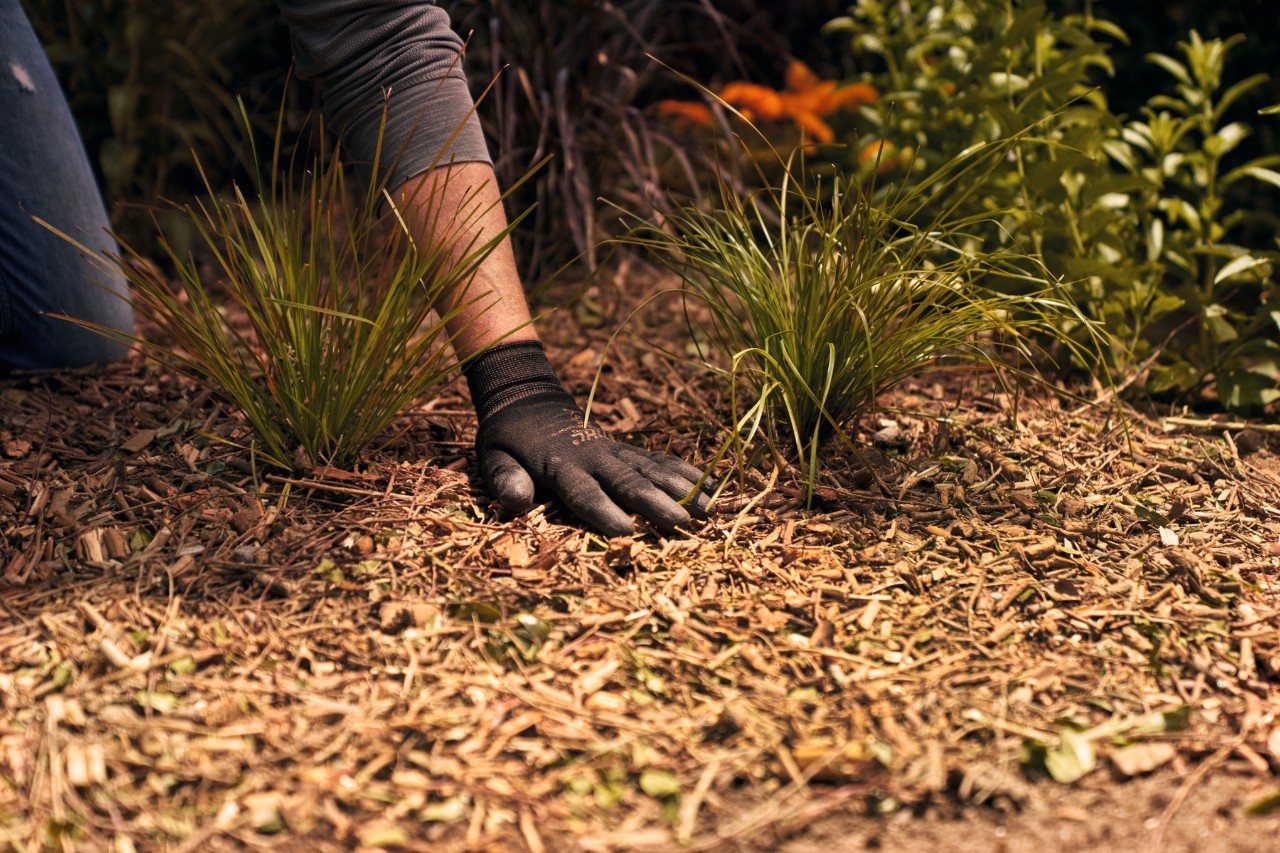 Applying mulch to garden bed 