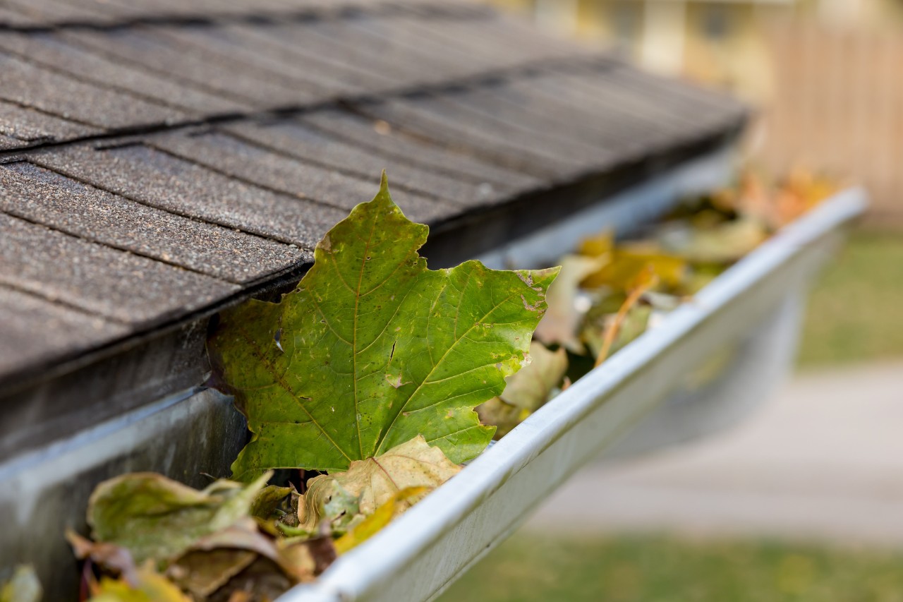 Gutter full of leaves