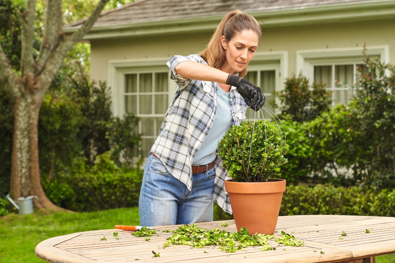A woman checking the uniformity of the boxwood topiary
