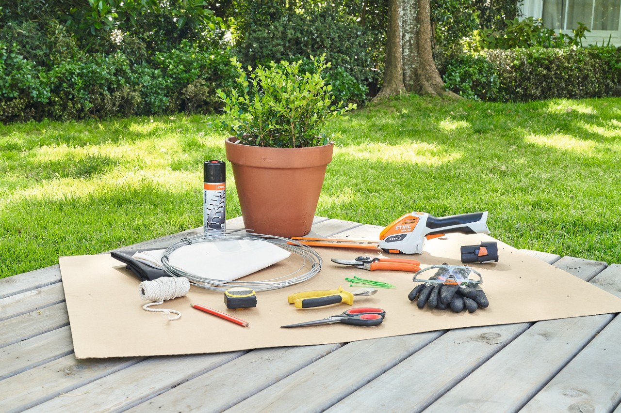 Untrimmed boxwood with tools, including the STIHL HSA 26 cordless shrub shears and the STIHL PG 10 secateurs