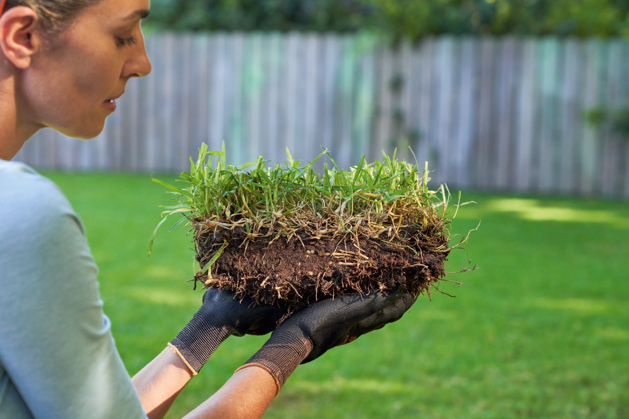 A woman holding a piece of grass in her hand before improving the soil; green lawn and garden fence in the background 