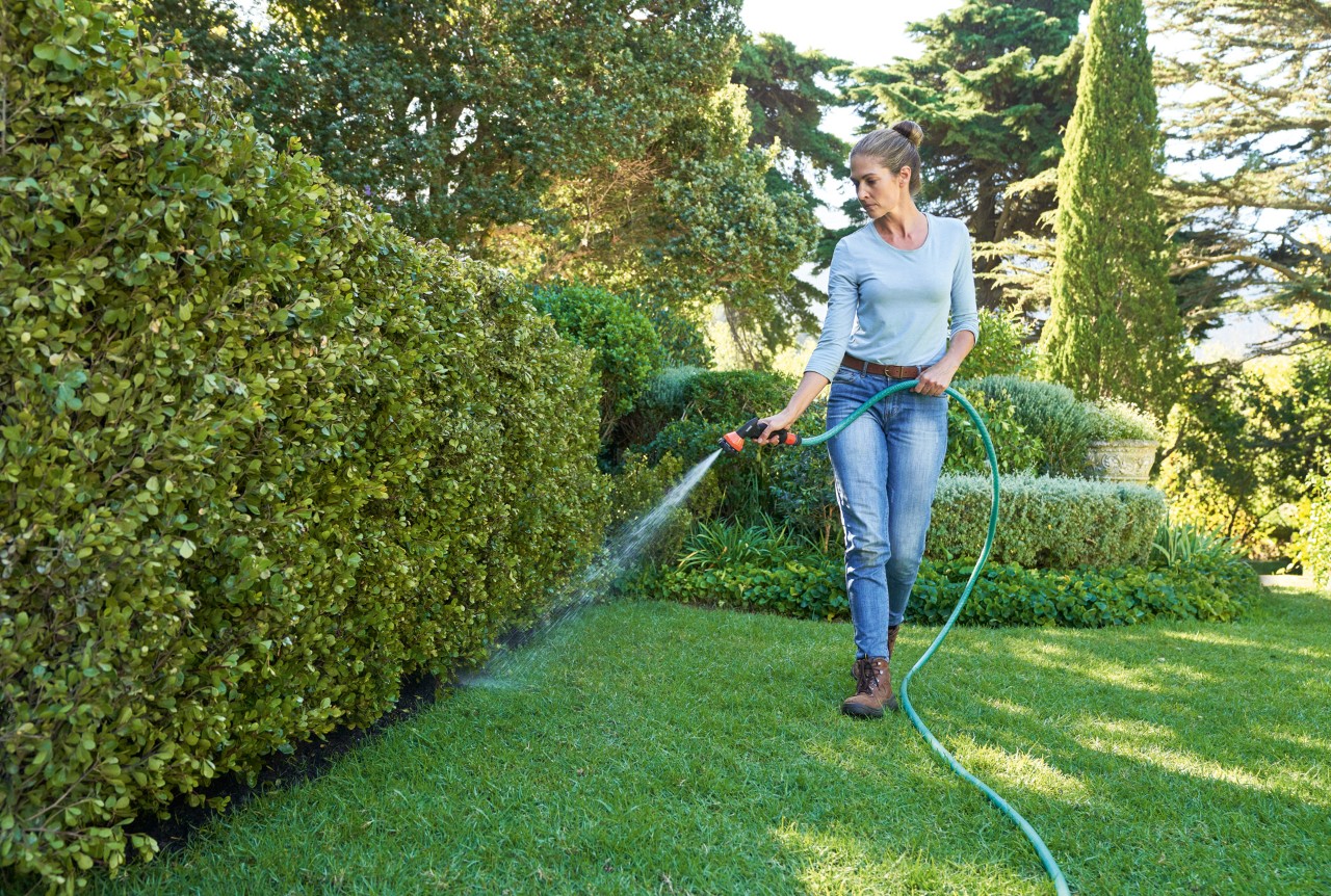 A woman watering a hedge with a garden hose 