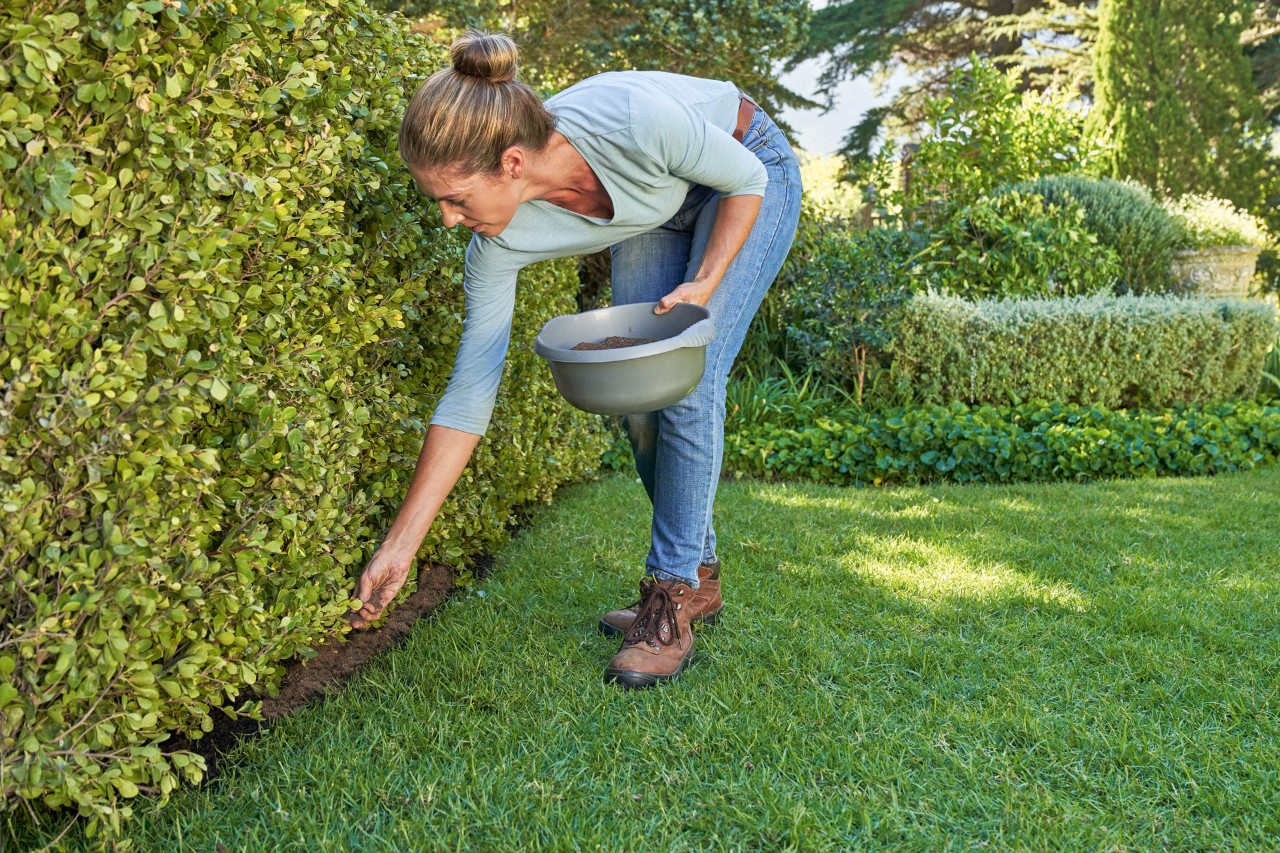A woman fertilising a garden hedge, holding a container of fertiliser in her left hand