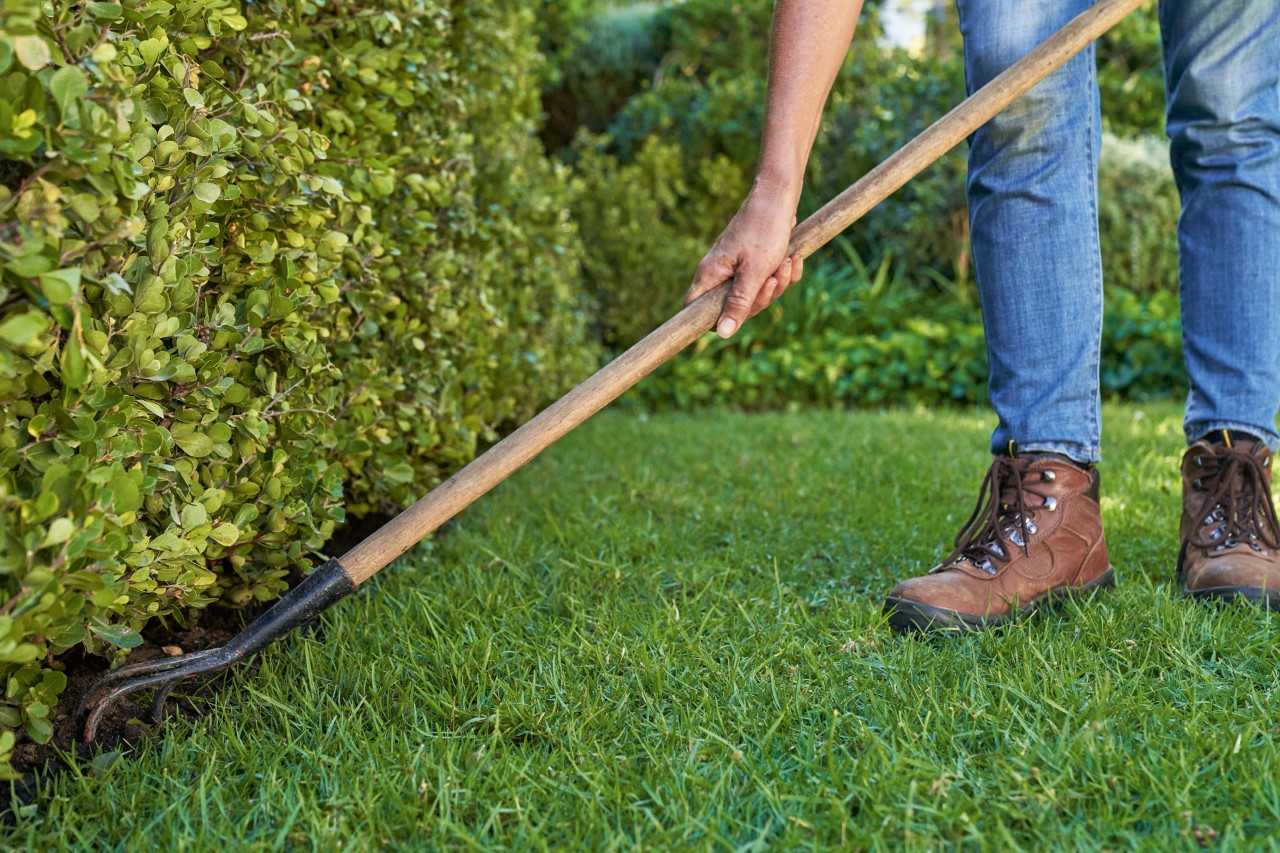 Using a grubber to loosen the soil around a hedge for fertilisation