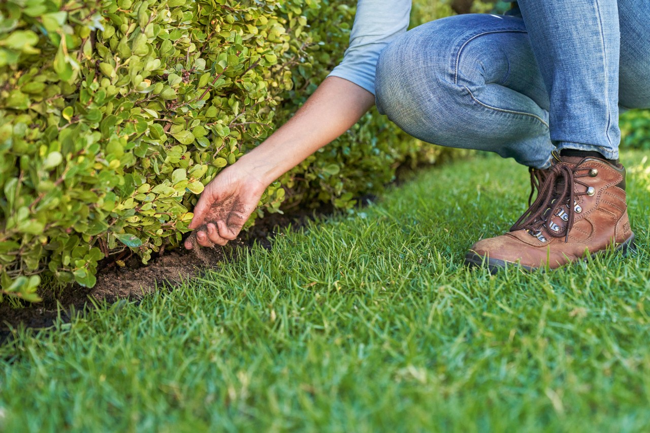 Fertilising a garden hedge with organic fertilisers