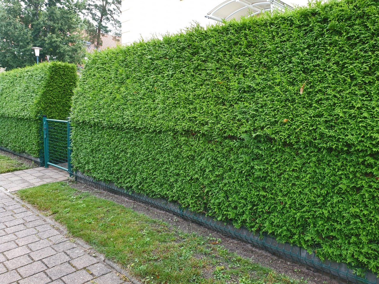 Dense, green hedge beside a garden fence with smaller holes