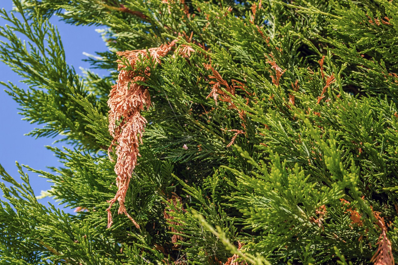 Brown, dead side shoot of a hedge after a bark beetle infestation